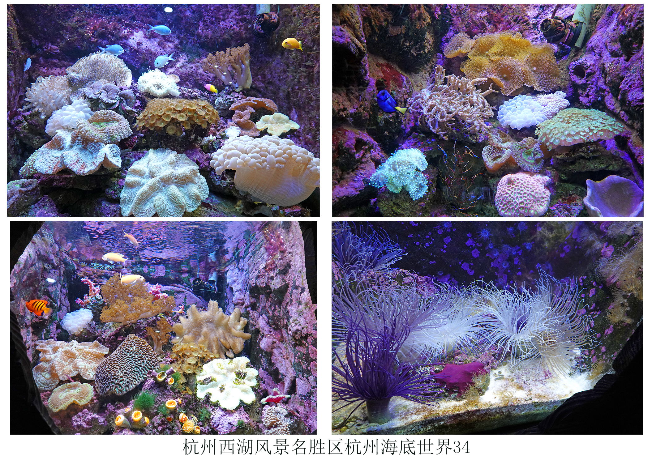  p>杭州海底世界位于美丽的 a target="_blank" href="/item/西子湖畔