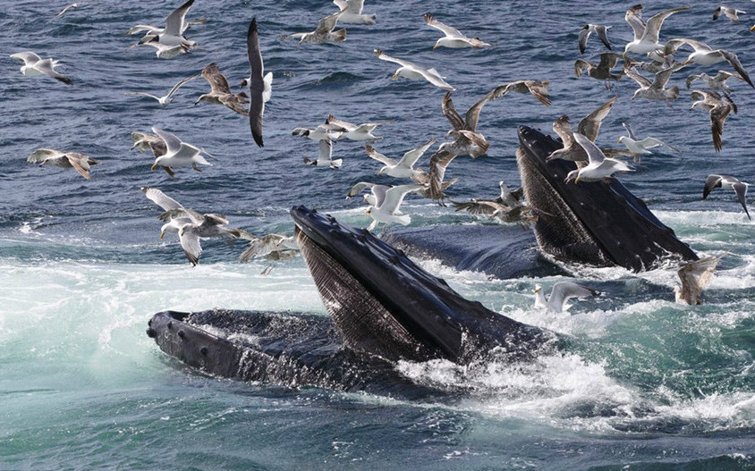 斯特勒威根海岸国家海洋保护区