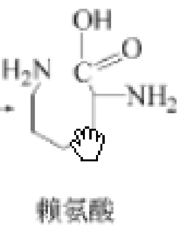 L-赖氨酸_百度百科