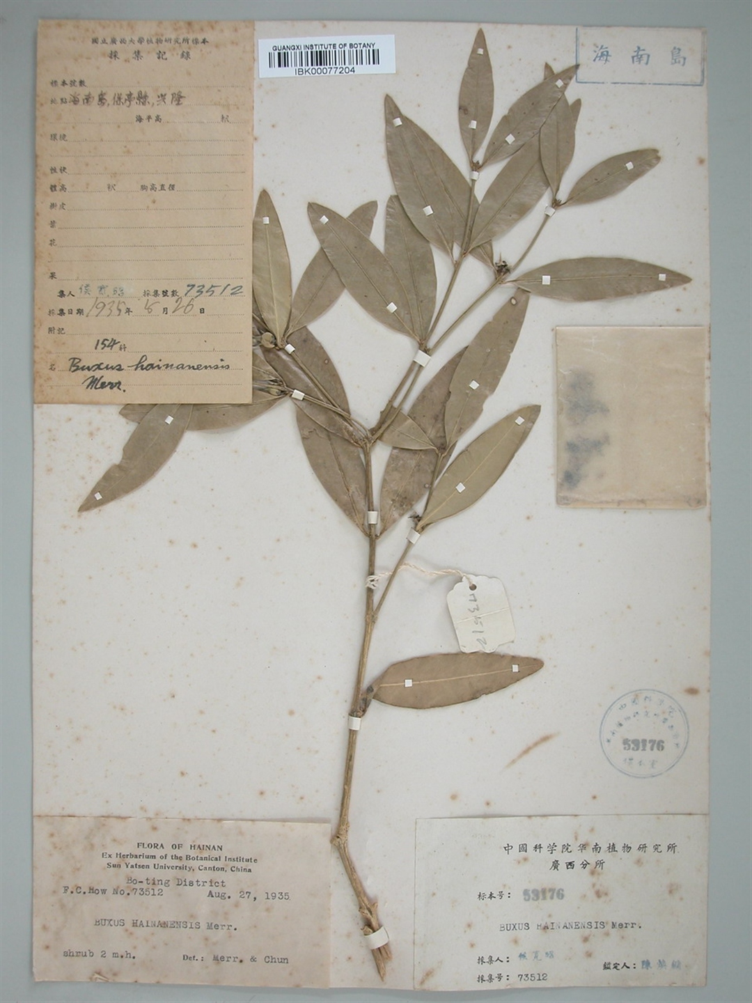 buxus hainanensis merr