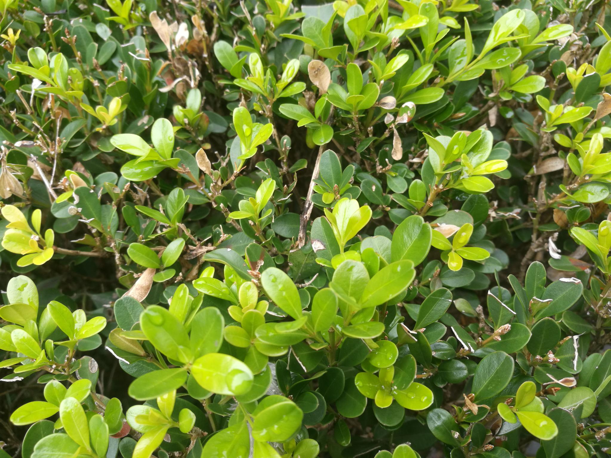 黄杨树