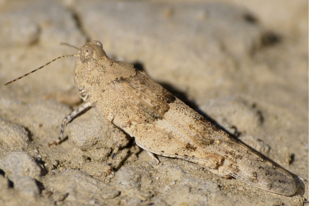  p>黑翅束颈蝗(sphingonotus obscuratus latissimus uvarov,1925)是 