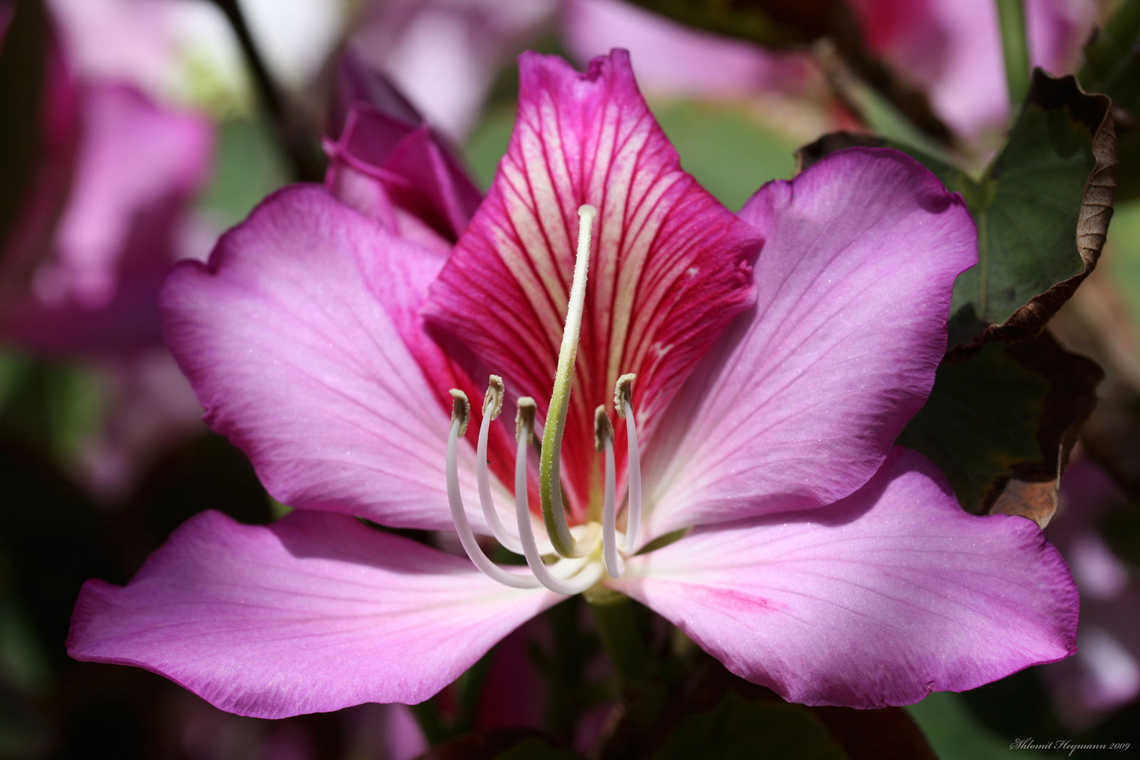  p>宫粉羊蹄甲(学名: i>bauhinia variegata    /i>l.
