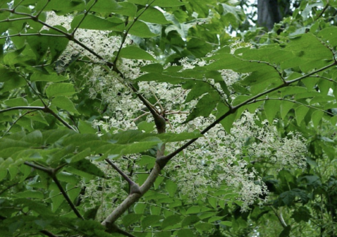 楤木（五加科楤木属植物）_百度百科
