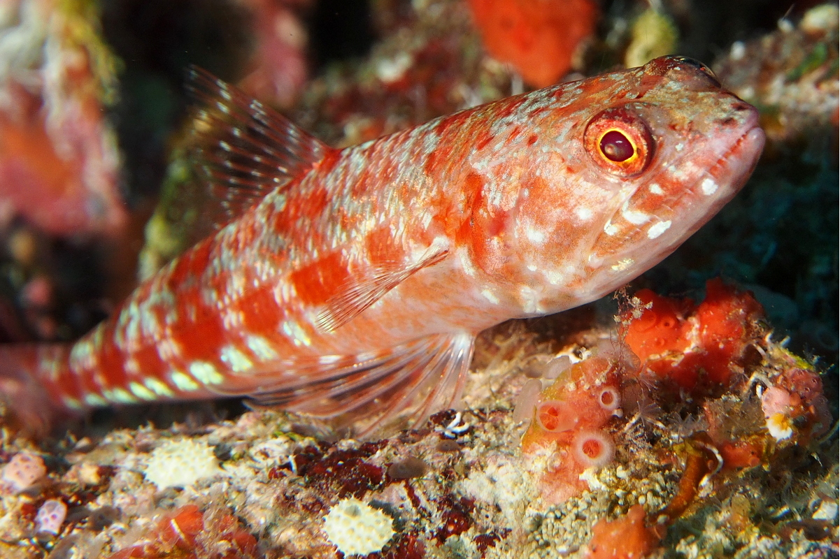  p>道氏狗母,中文名花身狗母鱼,体圆而瘦长,呈长圆柱形,尾柄两侧具棱