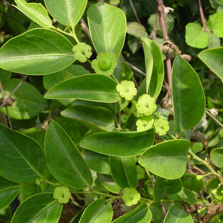 hook. f.)是叶下珠科黑面神属植物.