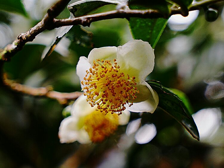 茶树花