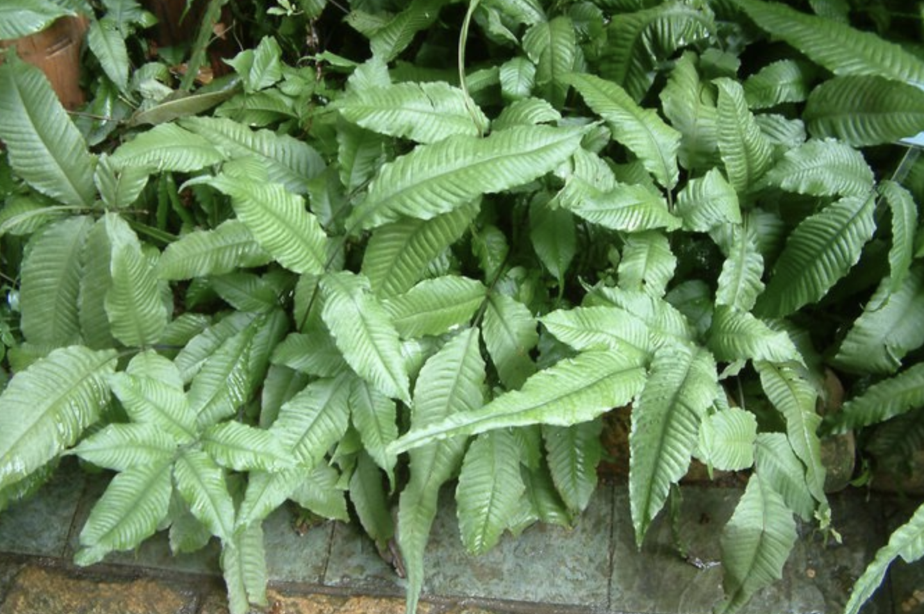  p>三叉蕨(拉丁学名: i>tectaria subtriphylla  /i>(hook. et arn.