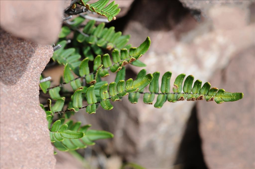  p>滇西金毛裸蕨(学名: i>paragymnopteris delavayi /i> (baker) k.
