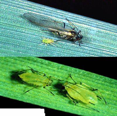 无网长管蚜茧蜂