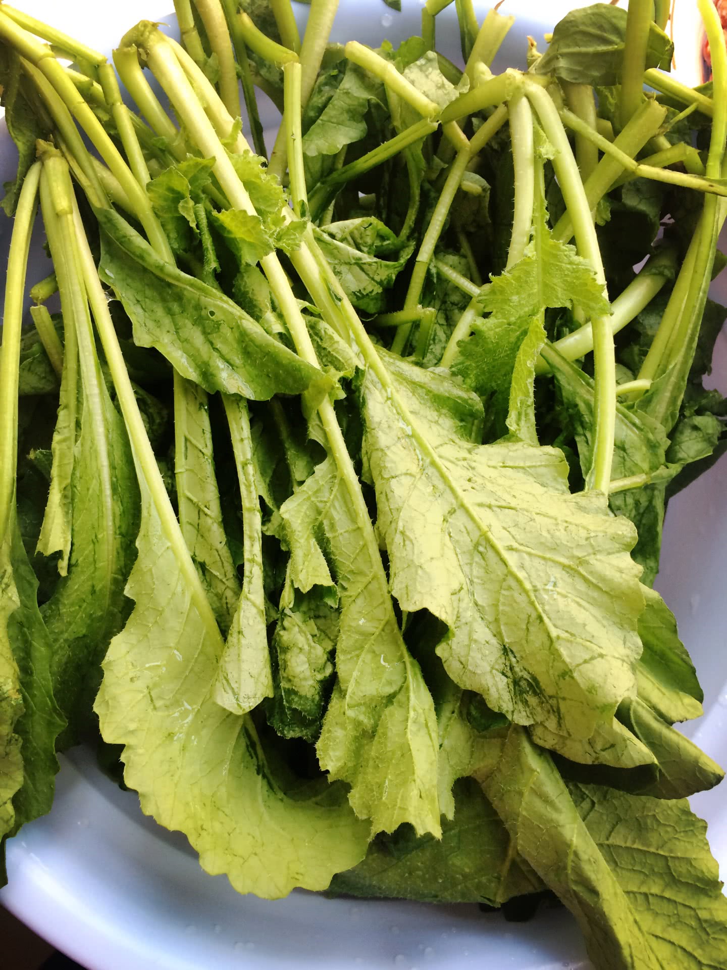  p>萝卜叶,为 a href="#">十字花科 /a>植物莱菔的 a href="#" data