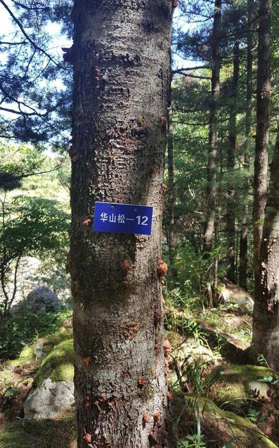 华山松太白山个体12