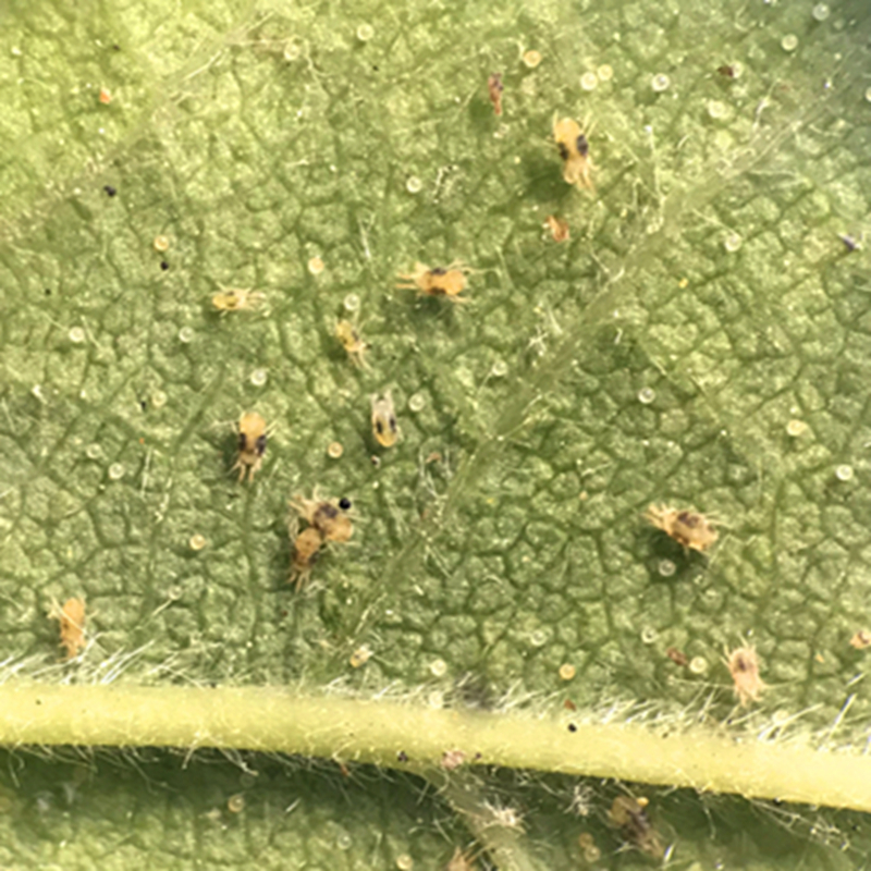 ">白蜘蛛,别称 a target="_blank" href="/item/二斑叶螨/10380337"