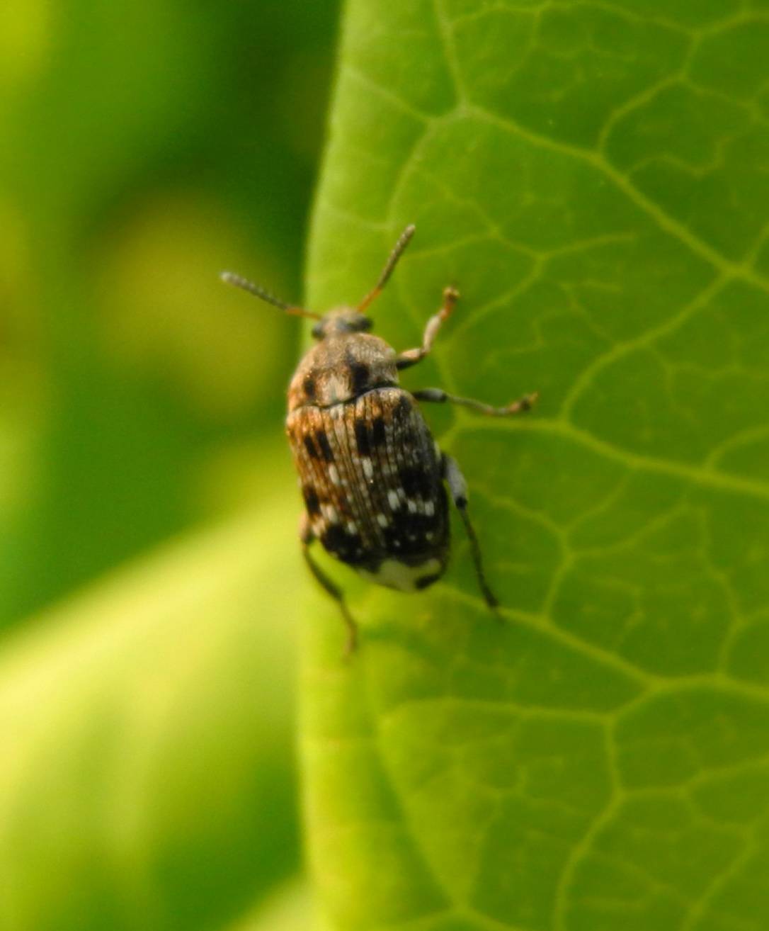  p>豌豆象(学名: i>bruchus pisorum /i>)是豆象科,豆象属昆虫.