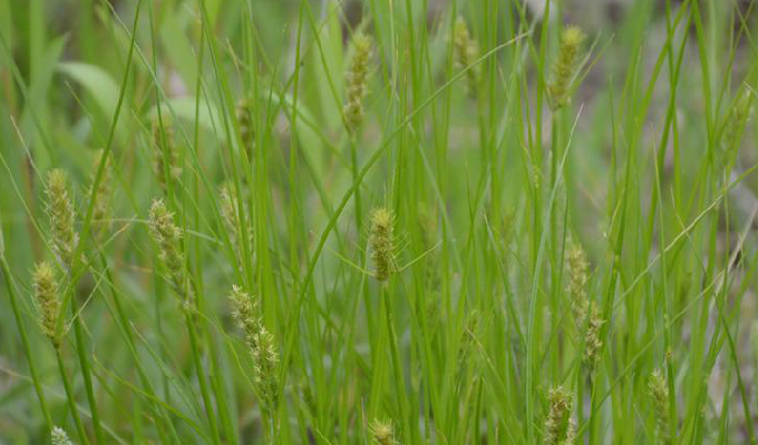  p data-id="tzctadtrostm">莎草,是莎草科莎草属多年生草本植物.