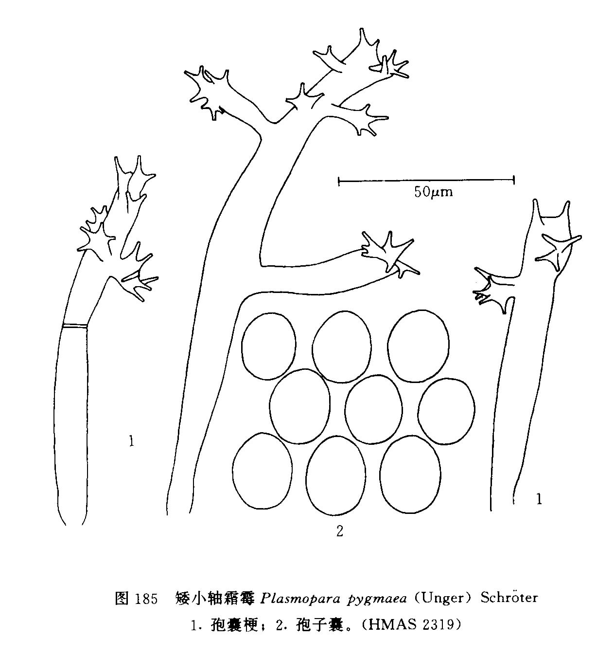 矮小轴霜霉