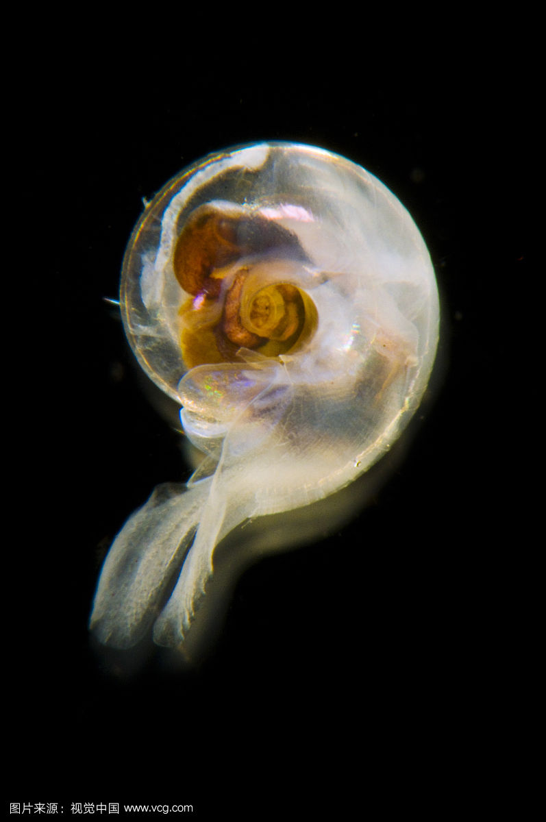  /a>,外壳覆盖一排排细细的毛发,是迄今发现的此类蜗牛种类中唯一的一