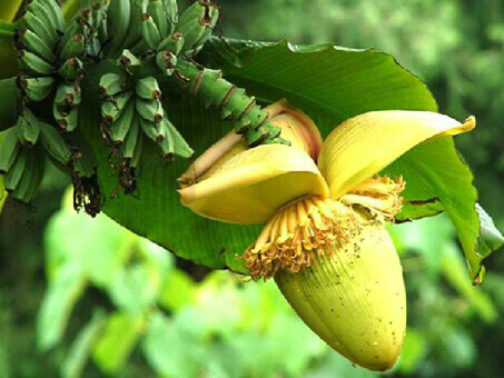 現在支配的株式会社芭蕉花 Bread M Jp