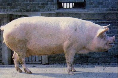  p>约克夏猪(yorkshire)亦称大白猪(large white),18 a href="#" data