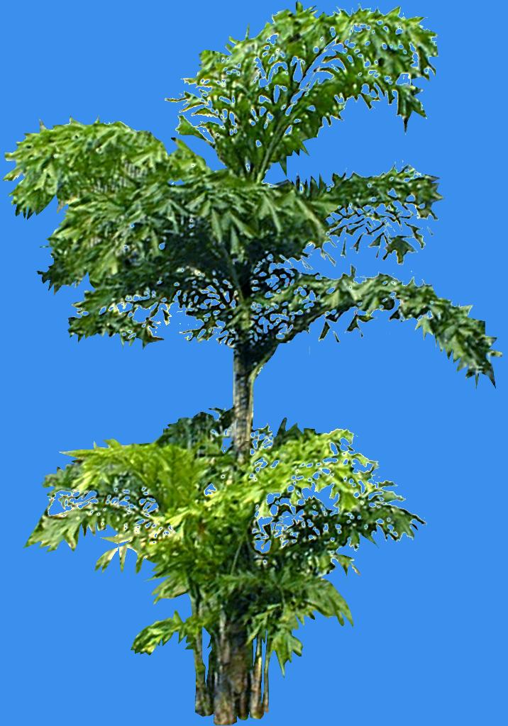  p>单穗鱼尾葵(拉丁学名:caryota monostachya becc.