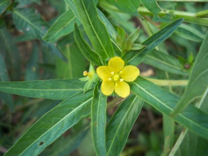  p> a href="#" data-lemmaid="7018313">假柳叶菜 /a>(学名:ludwigia