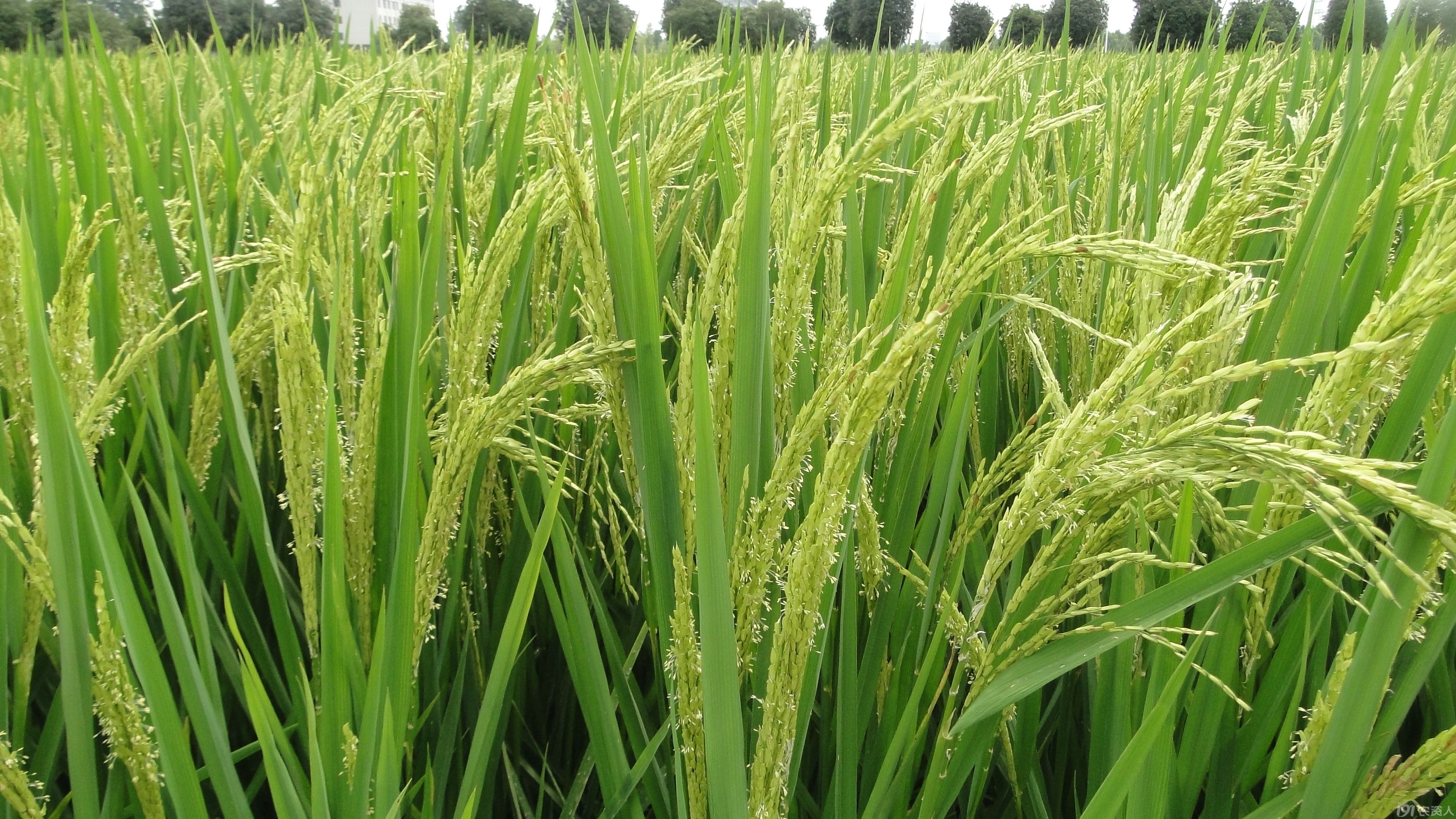 data-lemmaid="2929526">杂交水稻 /a>,品种来源为准s×r897