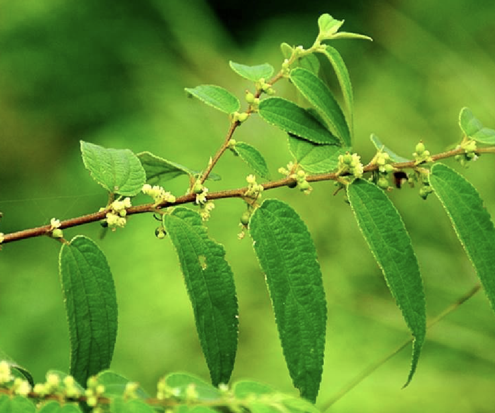 trema angustifolia (planch.) bl.