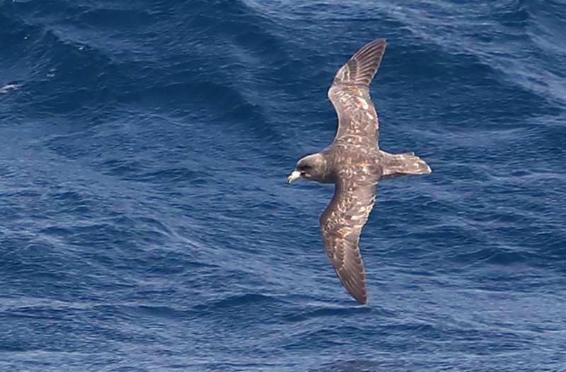  p>暴风鹱(学名: i>fulmarus glacialis /i>):为鹱形目鹱科下的一种