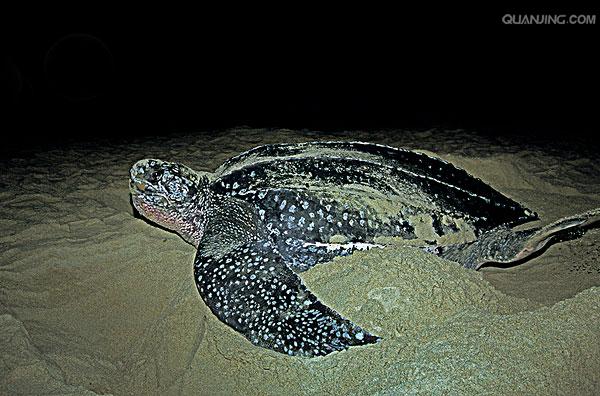  p>棱皮龟(学名: i>dermochelys coriacea /i>),属棱皮龟科,棱皮龟属