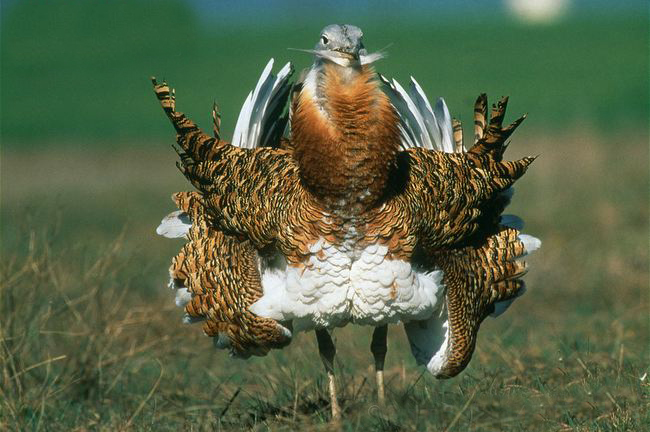  p>大鸨(学名: i>otis tarda /i>):是鸨形目,鸨科,鸨属的大型地栖 a