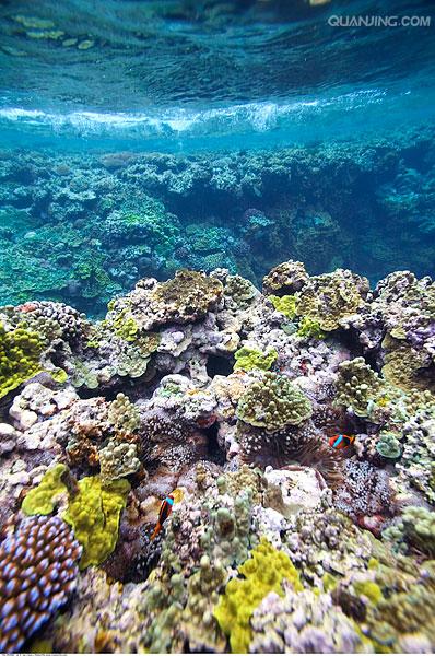 珊瑚礁