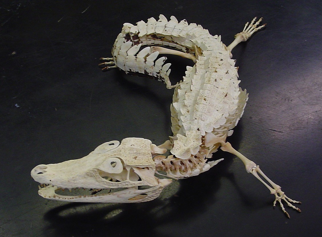 the republic of paraguay