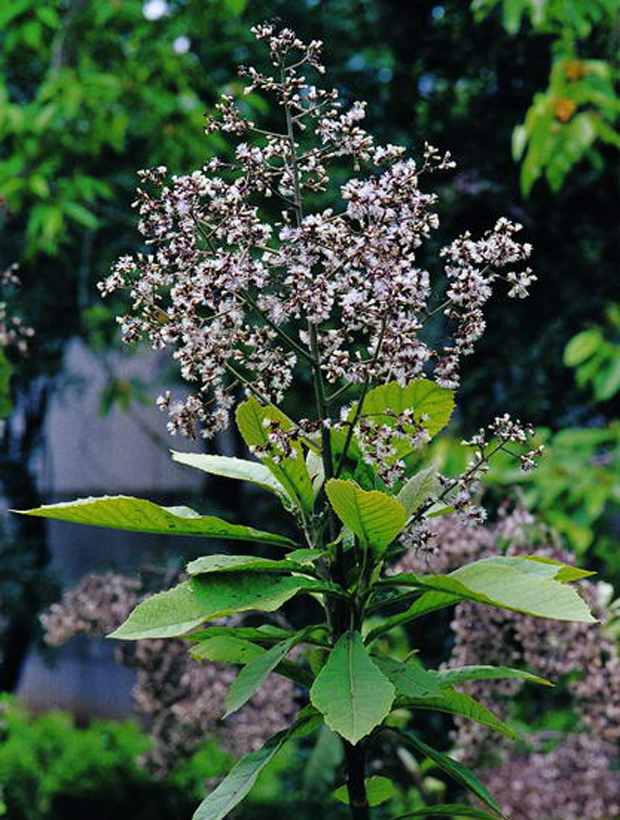  p>大叶斑鸠菊,为 a href="#">斑鸠菊属 /a>小乔木,高5—8米.