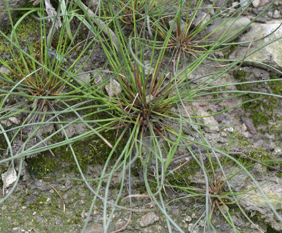  p>中华水韭(学名: i>isoetes sinensis  /i>palmer)是水韭科水韭属