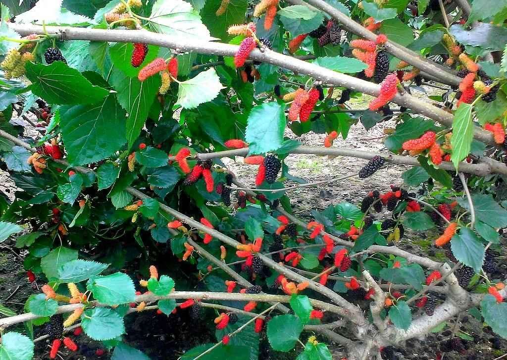  p data-id="gnwm9or240">花都宝桑园位于广州市花都区缠岗村山前大道