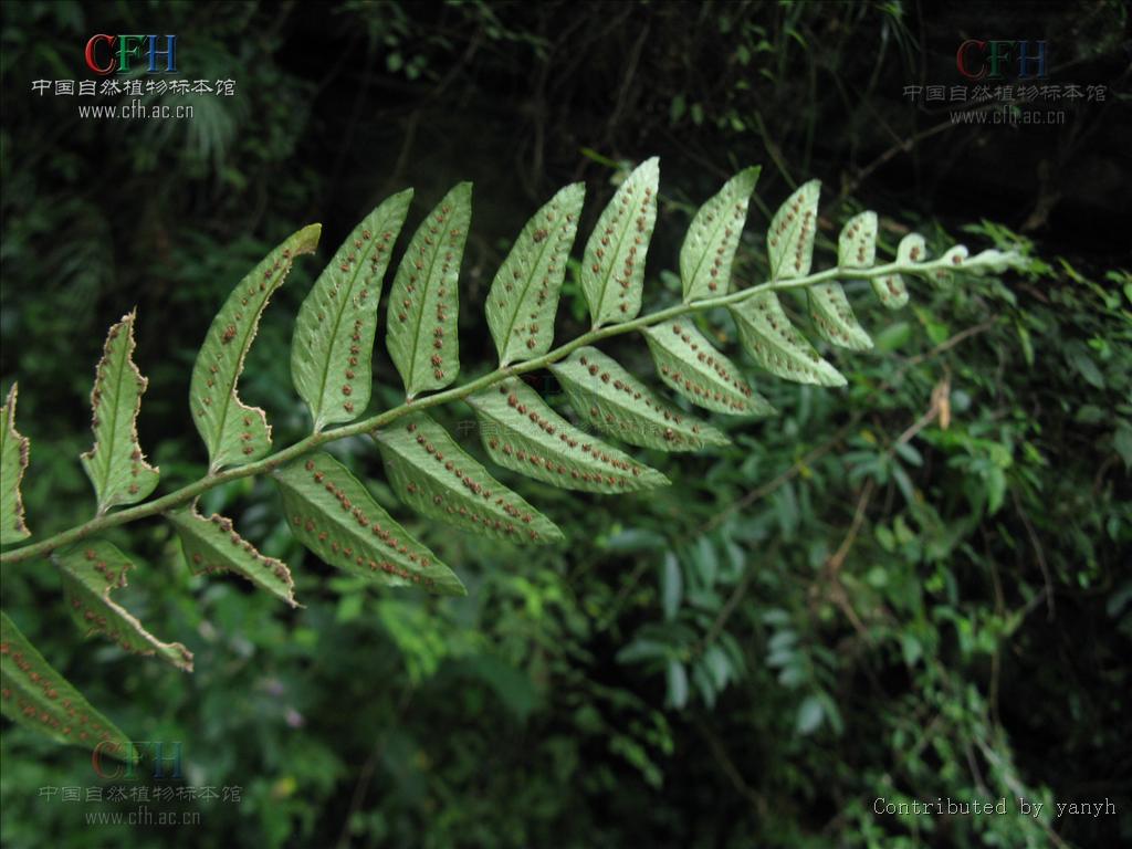  p>柳叶蕨属(学名:cyrtogonellum ching)是鳞毛蕨科柳叶蕨属植物,根状