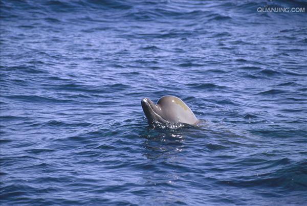 hyperoodon ampullatus