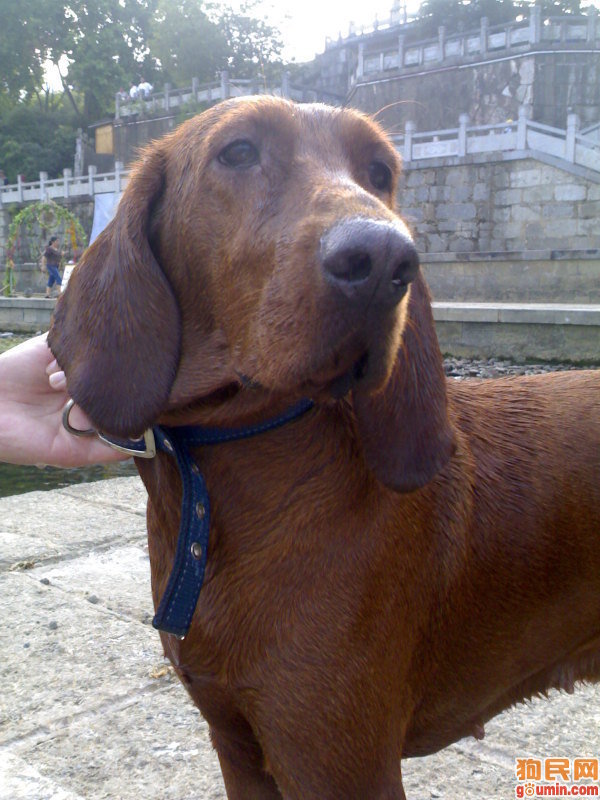 寻血猎犬是男是女