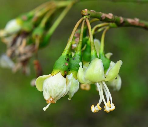  p>吉贝(学名 i>:ceiba pentandra /i> (l.) gaertn.