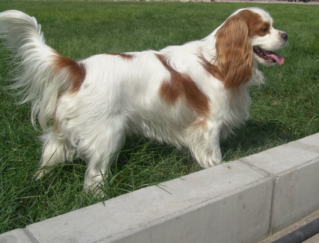 骑士查理王小猎犬