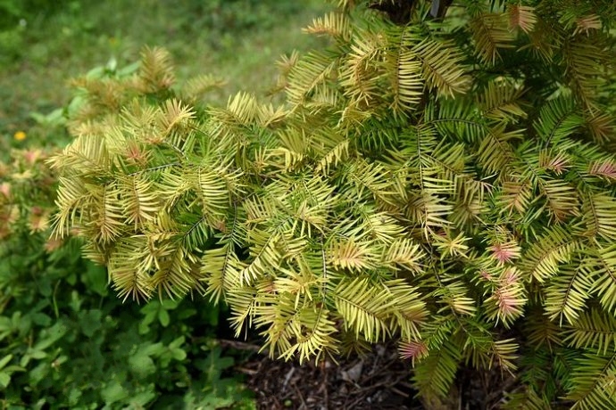 fu)是松科,油杉属乔木,树皮暗褐色或褐灰色,纵裂;有密生短柔毛,叶片