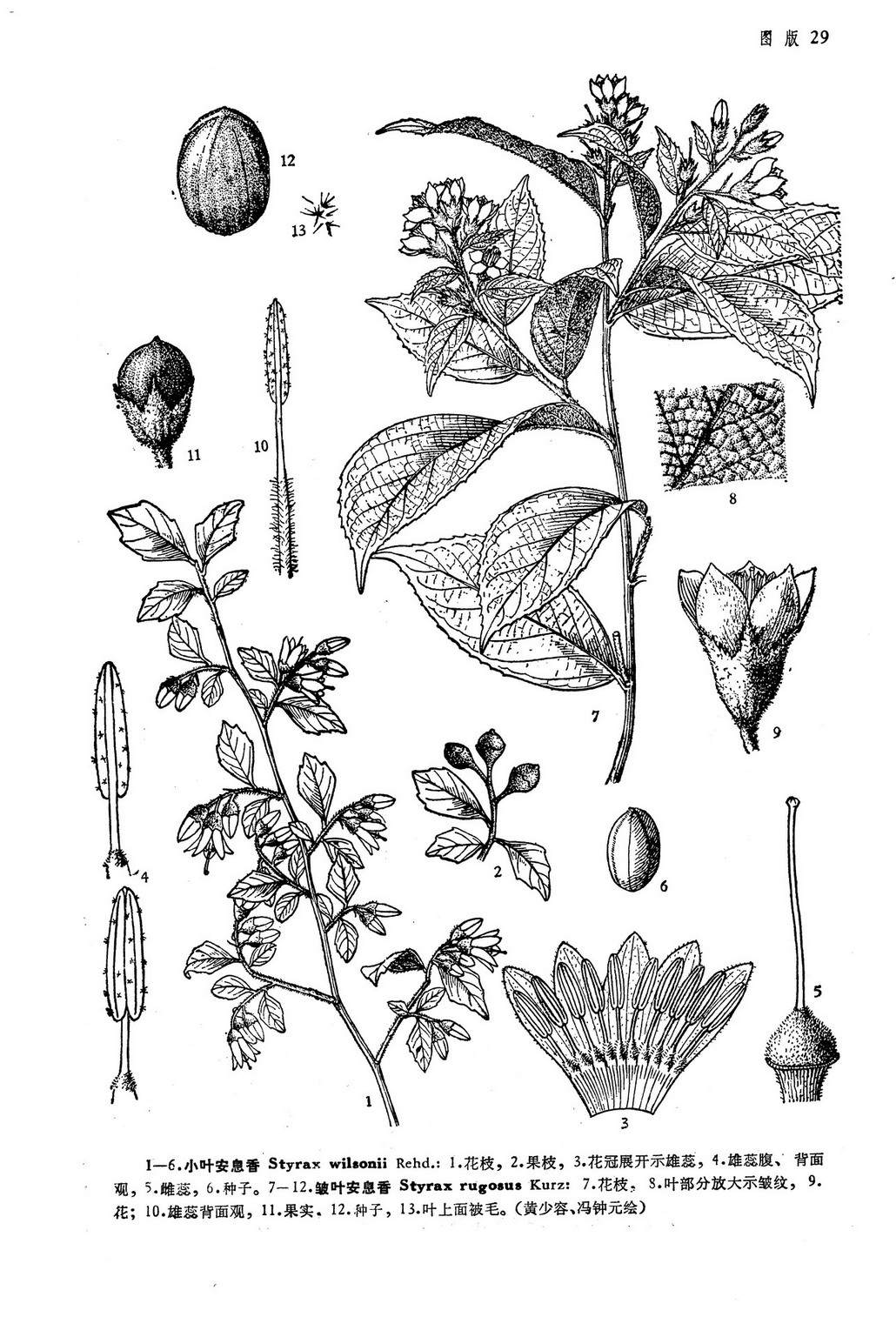  p>皱叶安息香( i>styrax rugosus  /i>kurz):又名皱叶野茉莉.