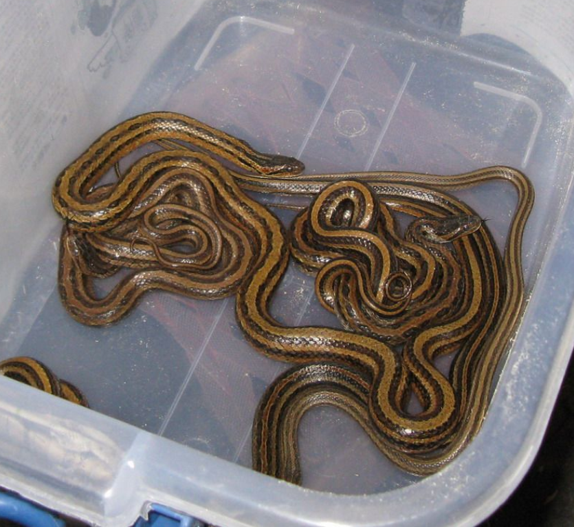  p>中国小头蛇(拉丁名 i>oligodon chinensis /i>),俗称秤杆蛇,游蛇科