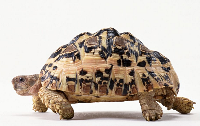 可分为2亚科:水龟亚科(batagurinae)和龟亚科(emydinae)共33属约91种.