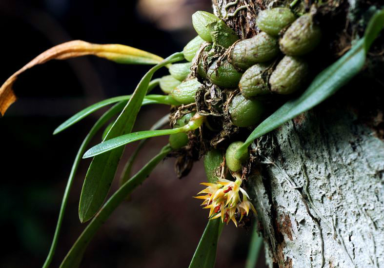  p>红心石豆兰(学名: i>bulbophyllum rubrolabellum /i>  t. p.