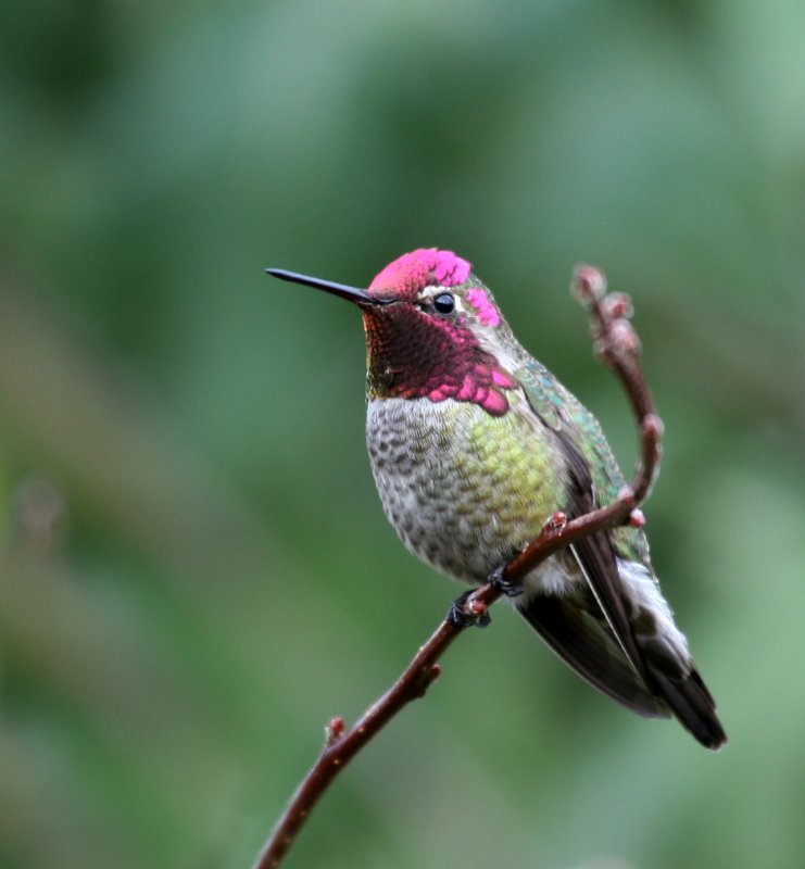 annas hummingbird