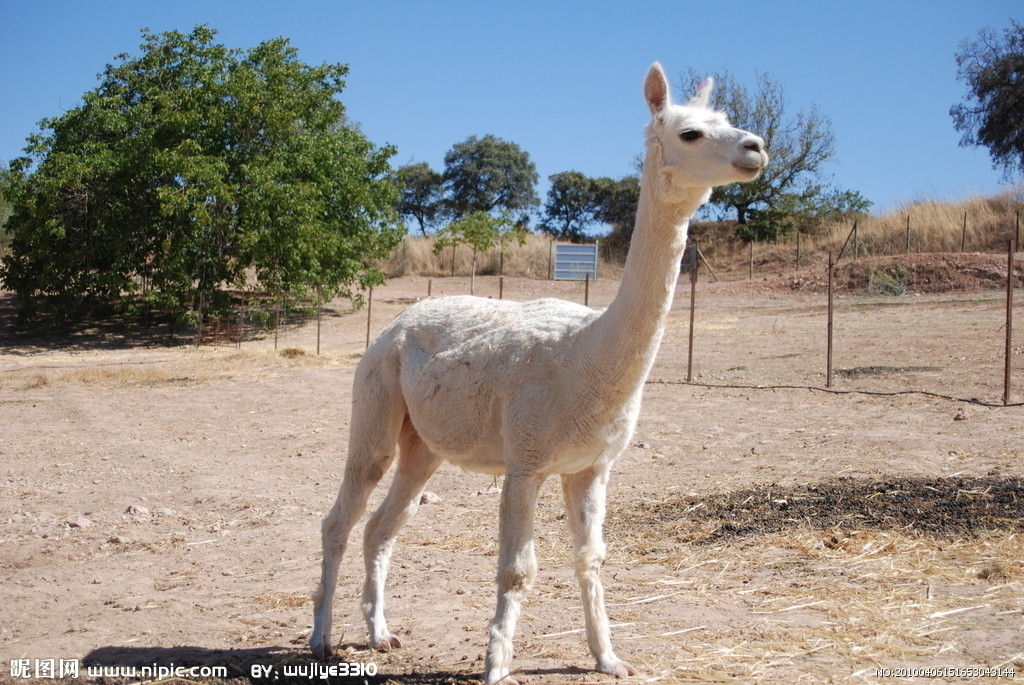  p>羊驼属是一种骆驼科,羊驼属类生物,分布于南美洲的西部和南部,栖息