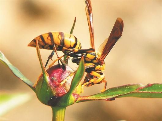  p>胡蜂分布全世界.令人见而生畏.