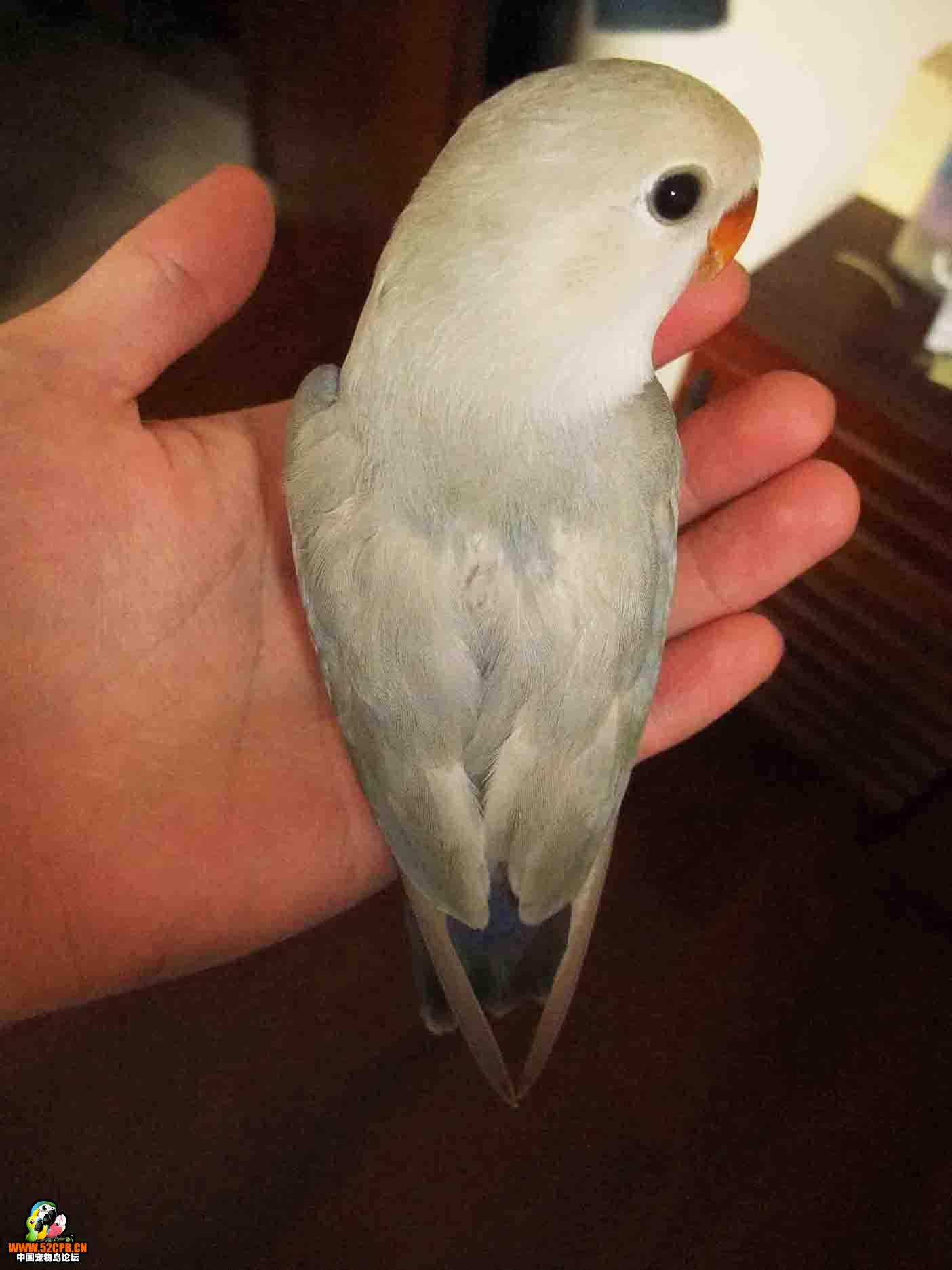  p>贾丁氏鹦鹉(学名: i>poicephalus gulielmi /i>) 在poicephalus属