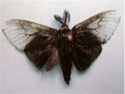  p>茶袋蛾, i>clania minuscula  /i>butler,为鳞翅目 a href="#">